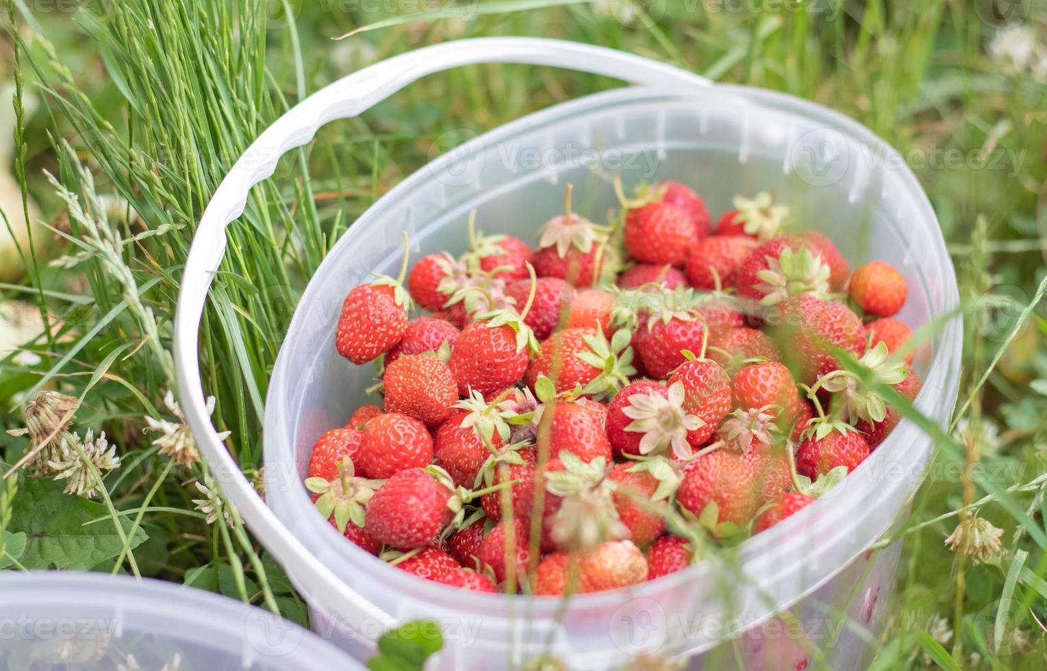 seau plein de fraises fraîchement cueillies dans le jardin d'été. gros plan de fraises dans un panier en plastique. baies biologiques et fraîches sur un marché de producteurs, dans un seau sur un champ de fraises. photo