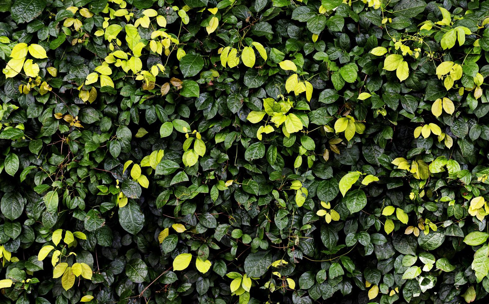 clôture vert feuilles mur fond photo