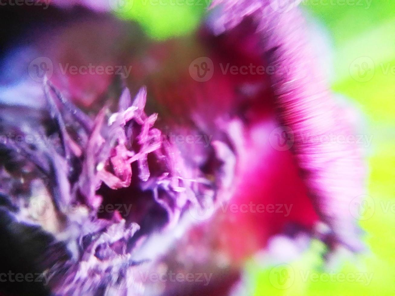 feuillage feuilles fruits et fleurs photo