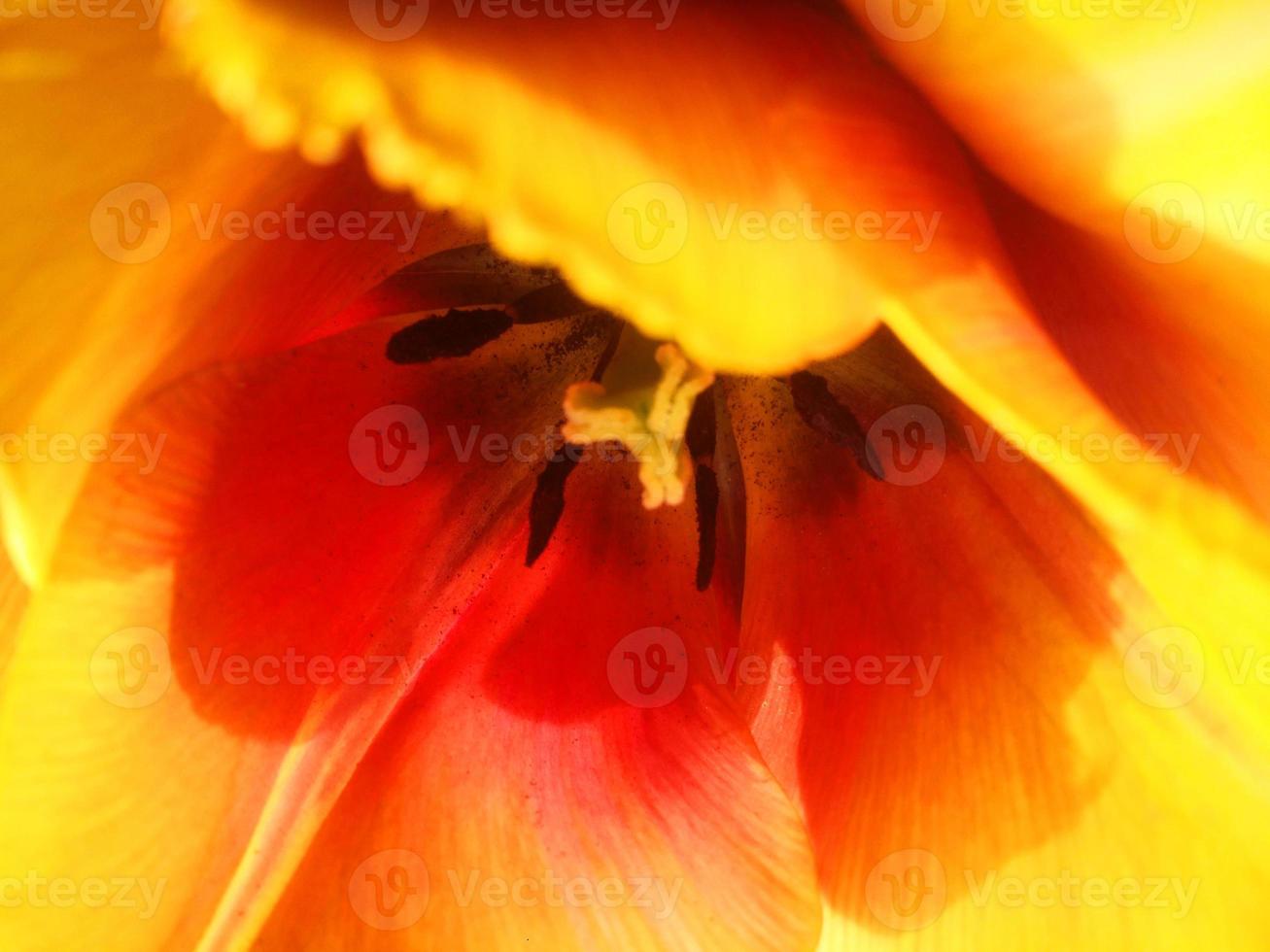 feuillage feuilles fruits et fleurs photo