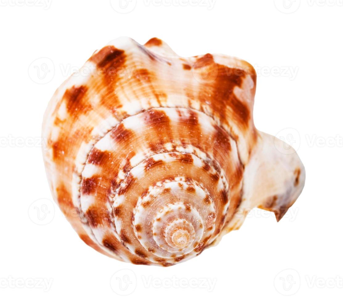 coquille d'hélice de mollusque de mer isolé sur blanc photo
