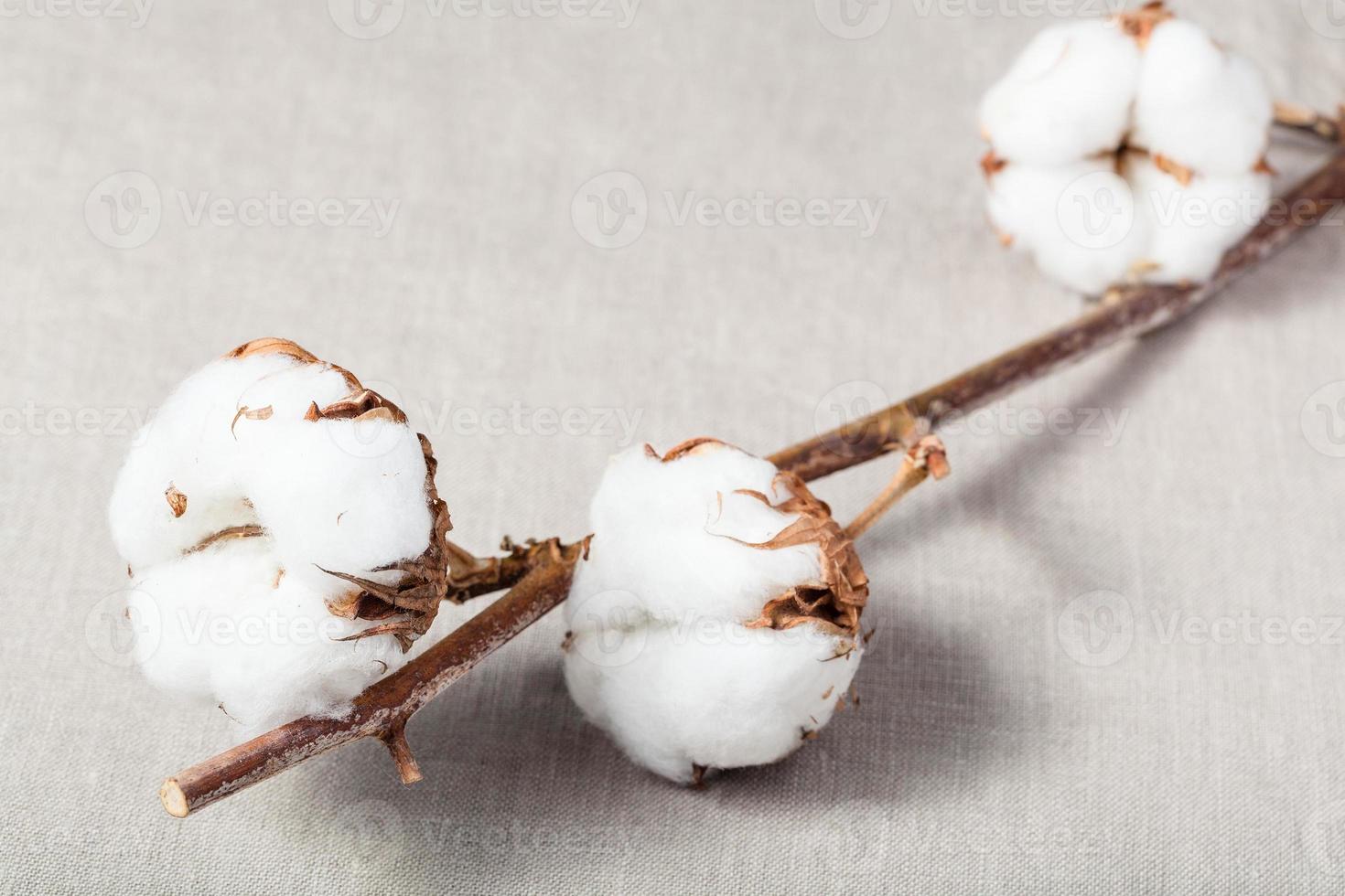 brindille de cotonnier avec coton sur tissu photo