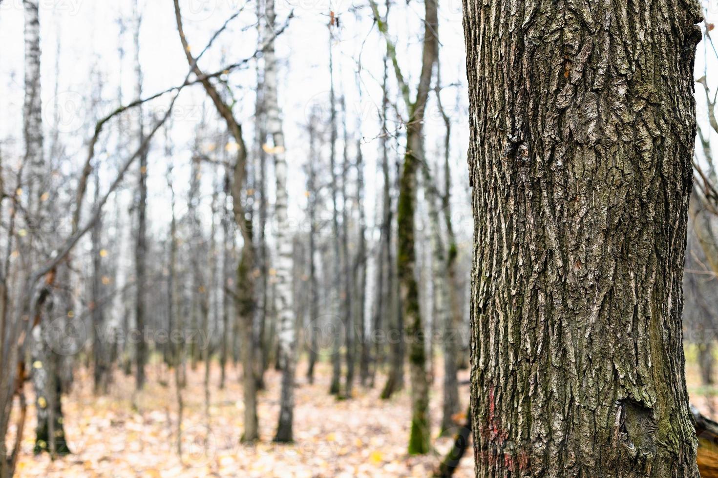 tronc de chêne noueux gros plan et arbres nus photo