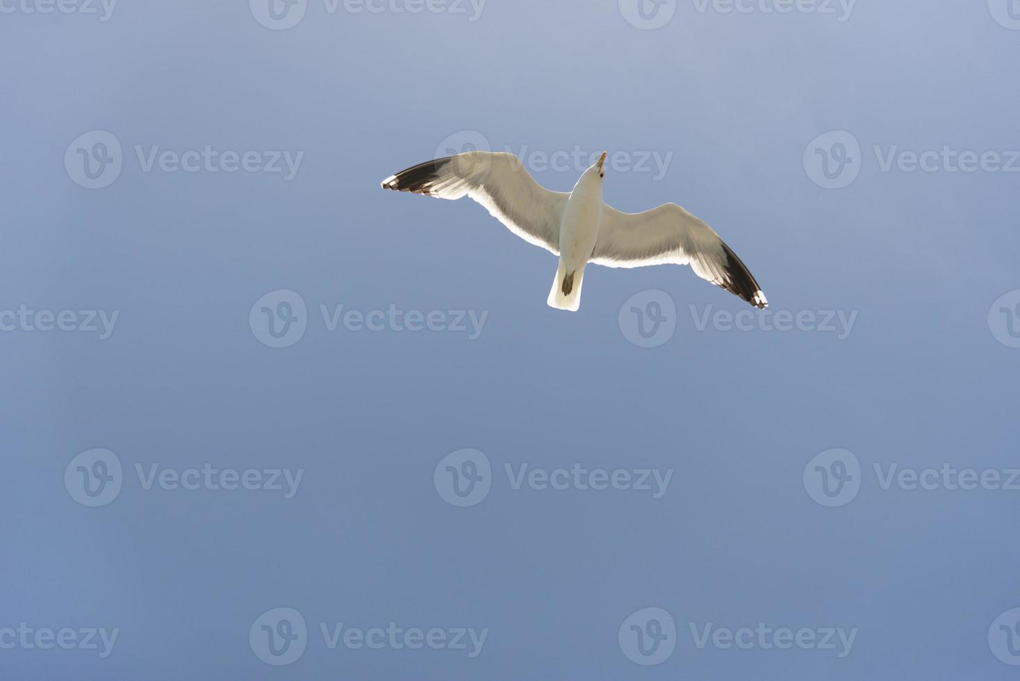 vue de la mouette à la jetée photo