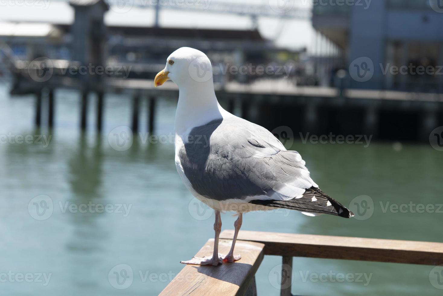 vue de la mouette à la jetée photo