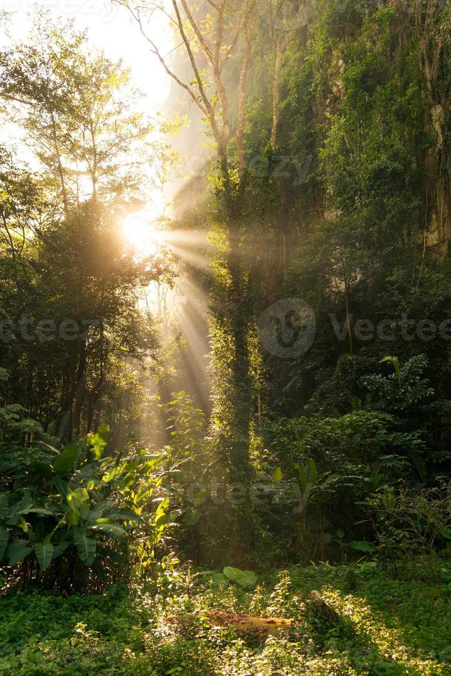 Des rayons de soleil chaud traversant les forêts d'arbres forestiers photo