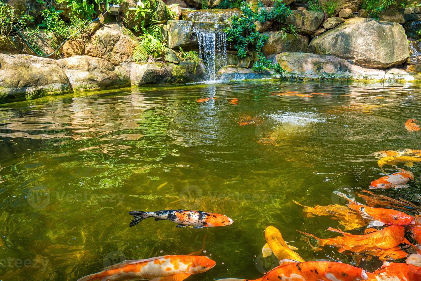 cascades du jardin japonais. étang de koi tropical vert luxuriant avec cascade de chaque côté. un jardin verdoyant avec une cascade qui tombe en cascade sur les pierres rocheuses. cadre zen et paisible. photo