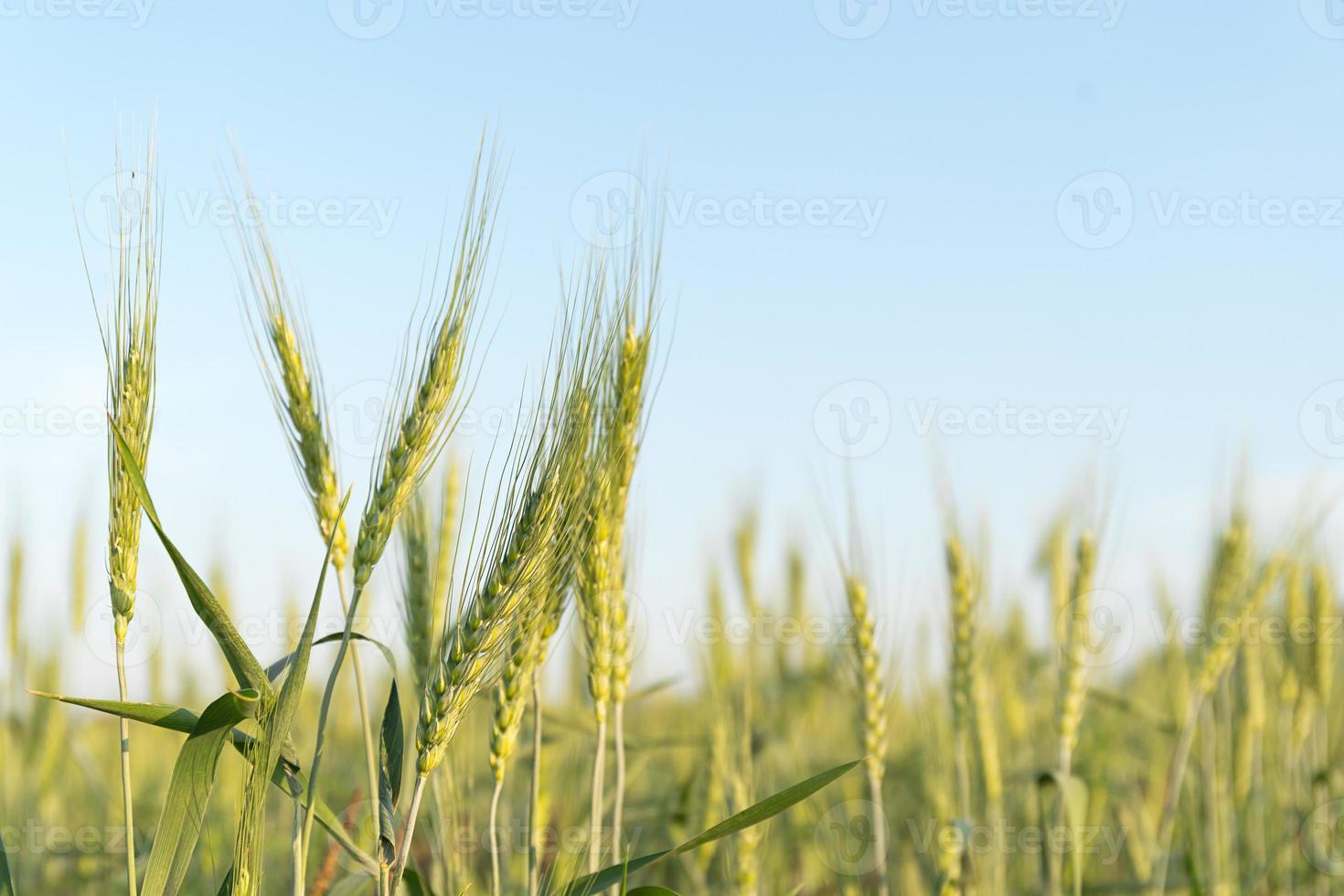 Close up image de grains d'orge poussant dans un champ photo