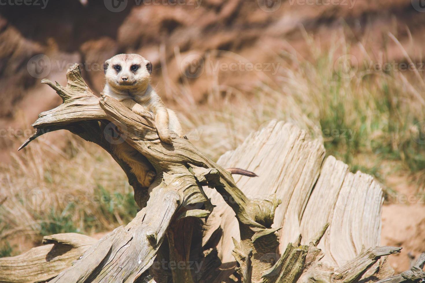 suricate assis sur une racine d'arbre prenant un bain de soleil au soleil photo