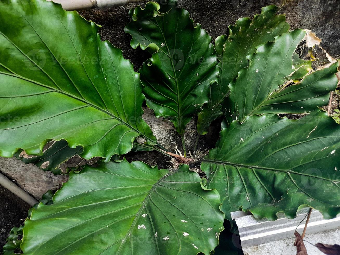 plantes vague d'amour est une plante ornementale anthurium aux feuilles vertes fraîches ondulées qui compte de nombreux passionnés. photo