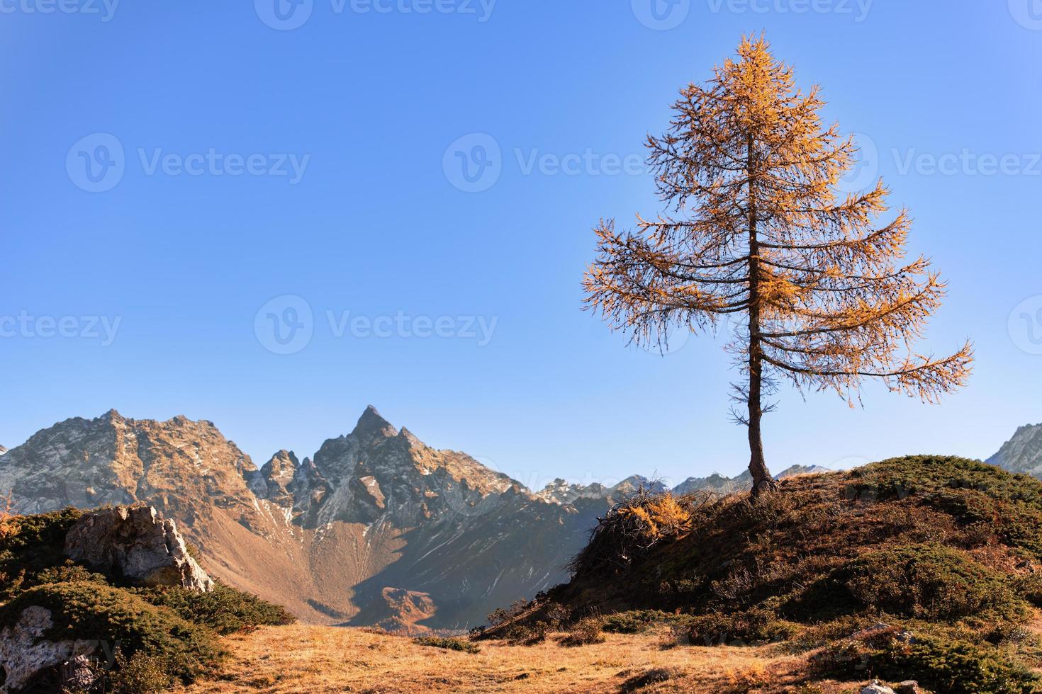 un petit mélèze seul dans les montagnes photo