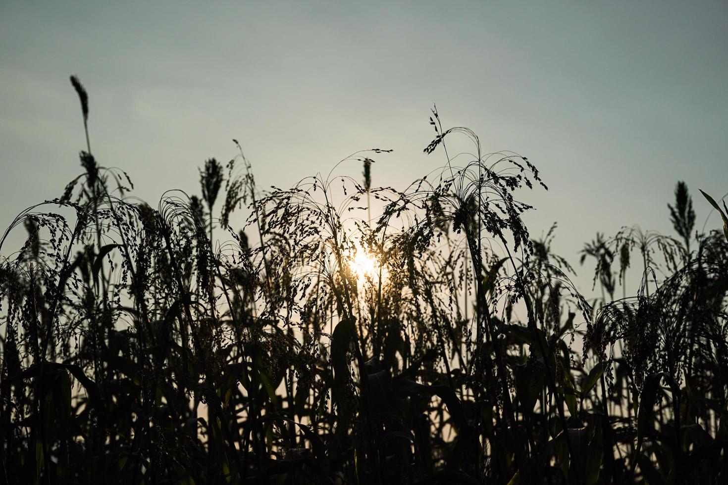 champ de sorgho ou de millet avec coucher de soleil photo