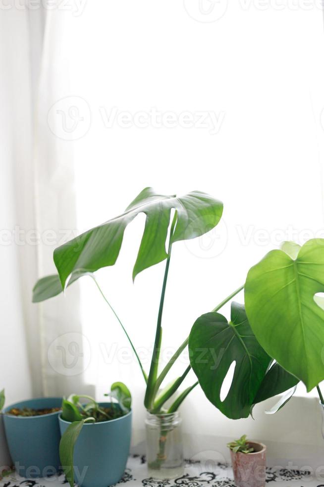 propagation de l'usine de fromage suisse , philodendron monstera dans l'eau photo