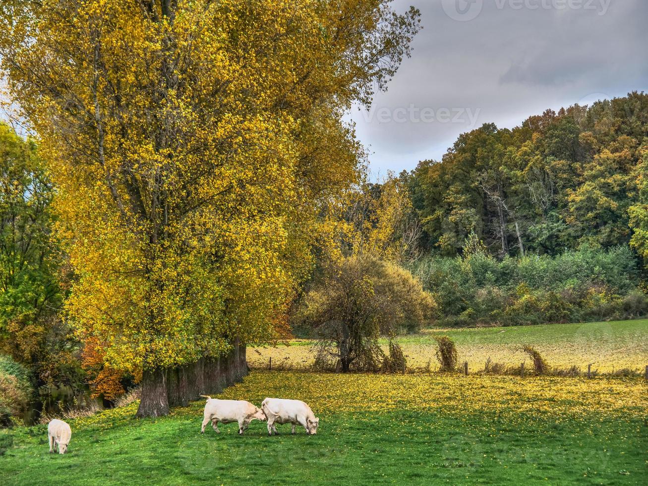 temps d'automne en westphalie photo