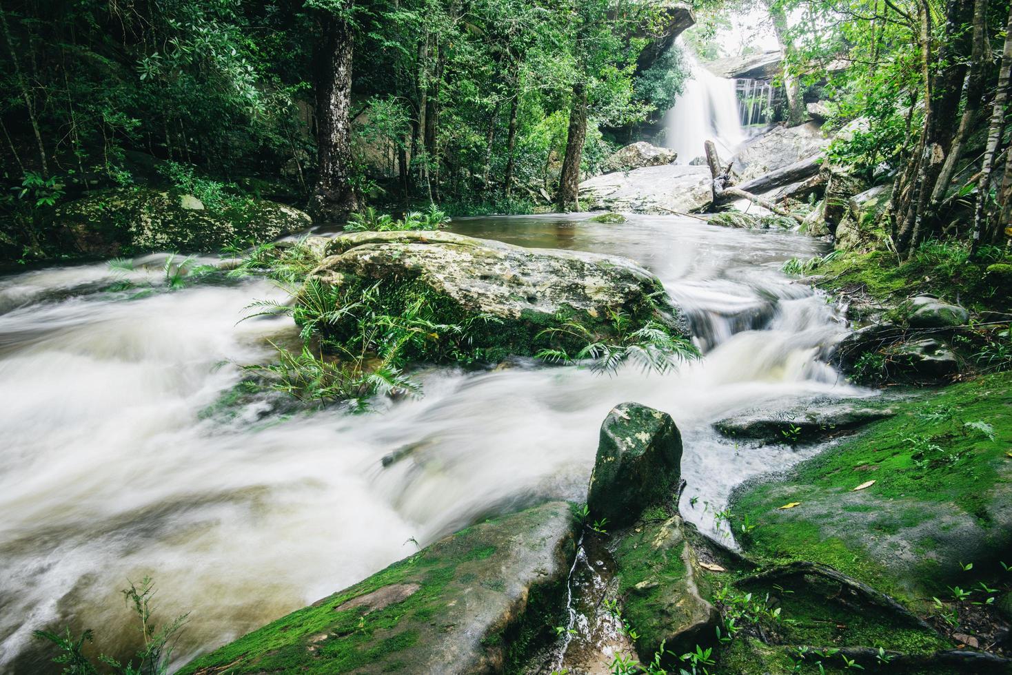 belle forêt en thaïlande l'arbre vert et le détail des plantes dans la forêt tropicale avec de la fougère mousseuse sur le rocher et des arbres et des cours d'eau qui coulent des montagnes photo