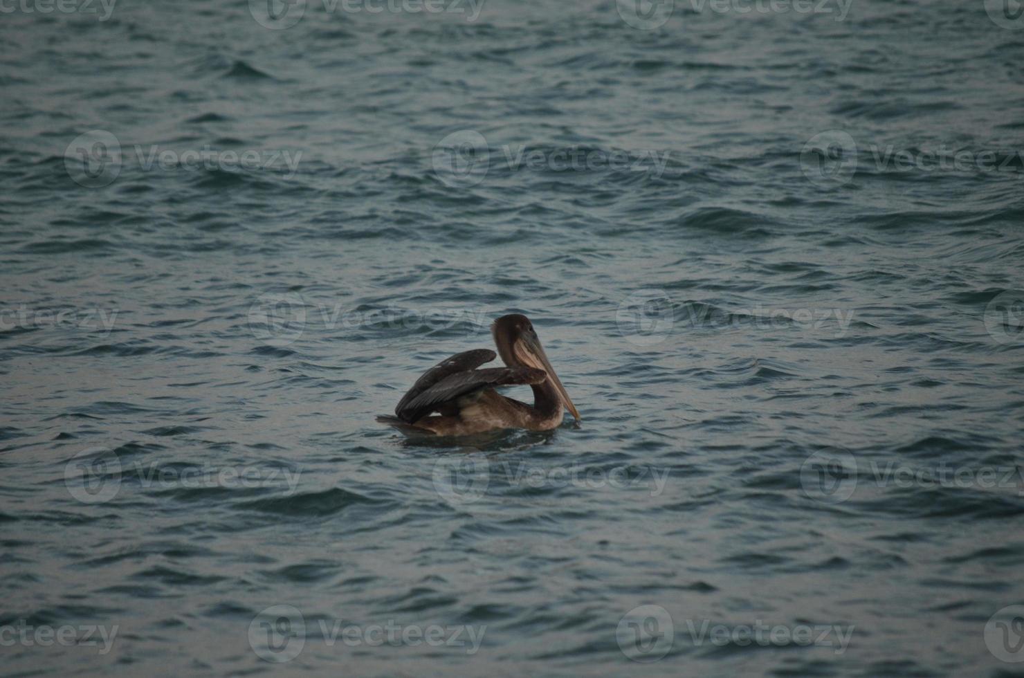 beau pélican sauvage flottant dans l'océan photo