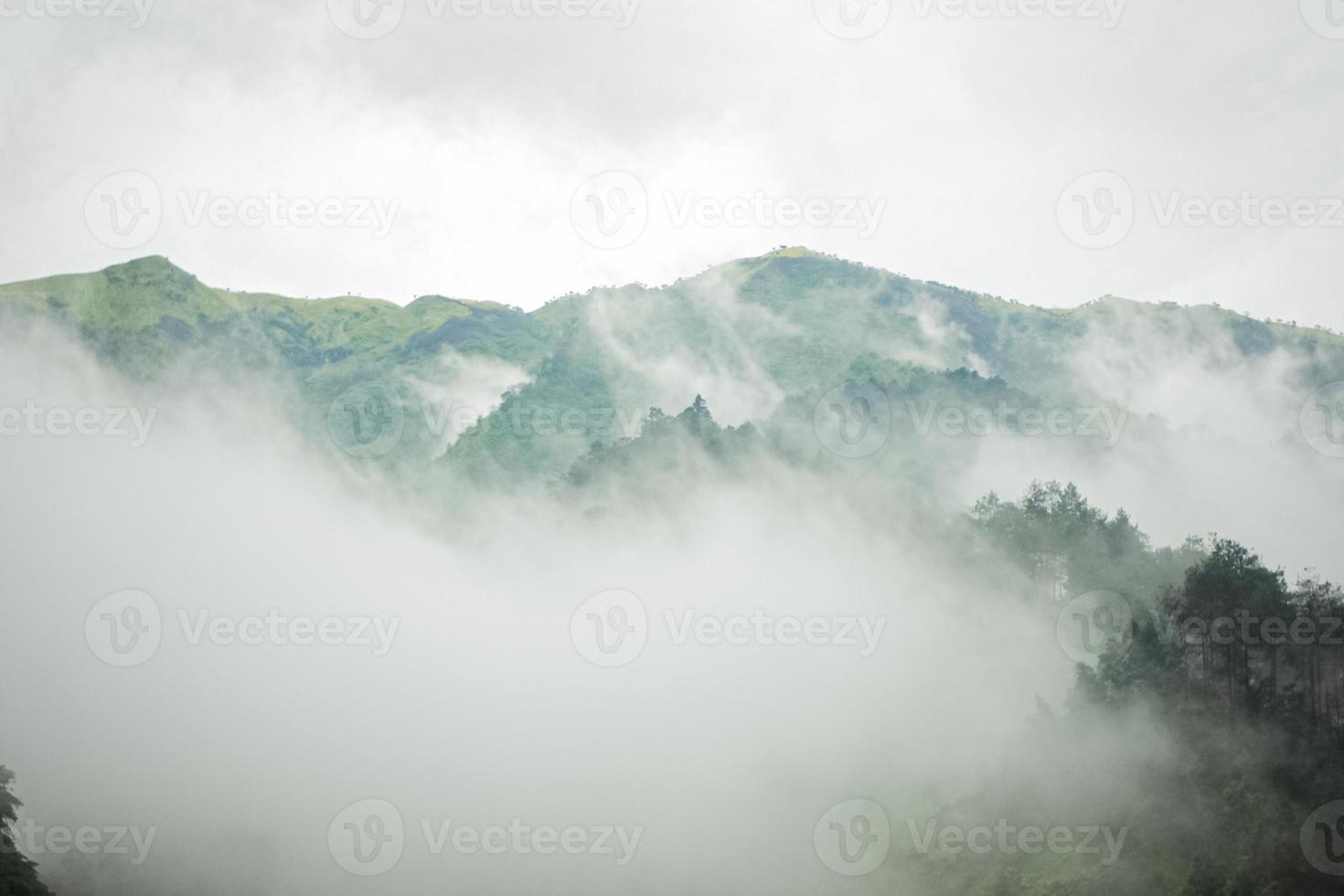 montagne sombre, forêt de pins avec brouillard photo