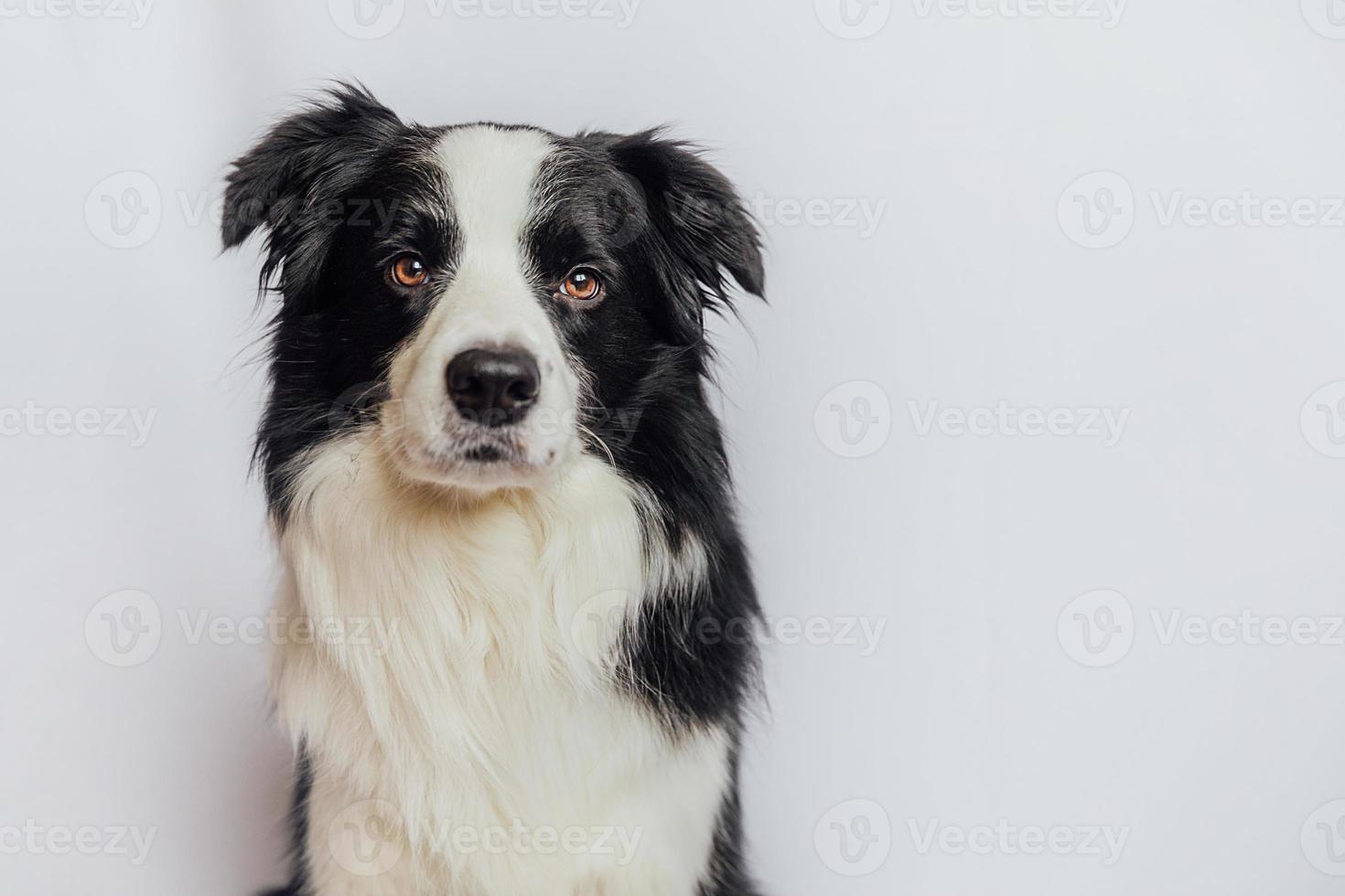 Chiot mignon border collie avec drôle de visage isolé sur fond blanc avec espace de copie. chien de compagnie regardant la caméra, portrait de vue de face, un animal. concept de soins pour animaux de compagnie et d'animaux. photo