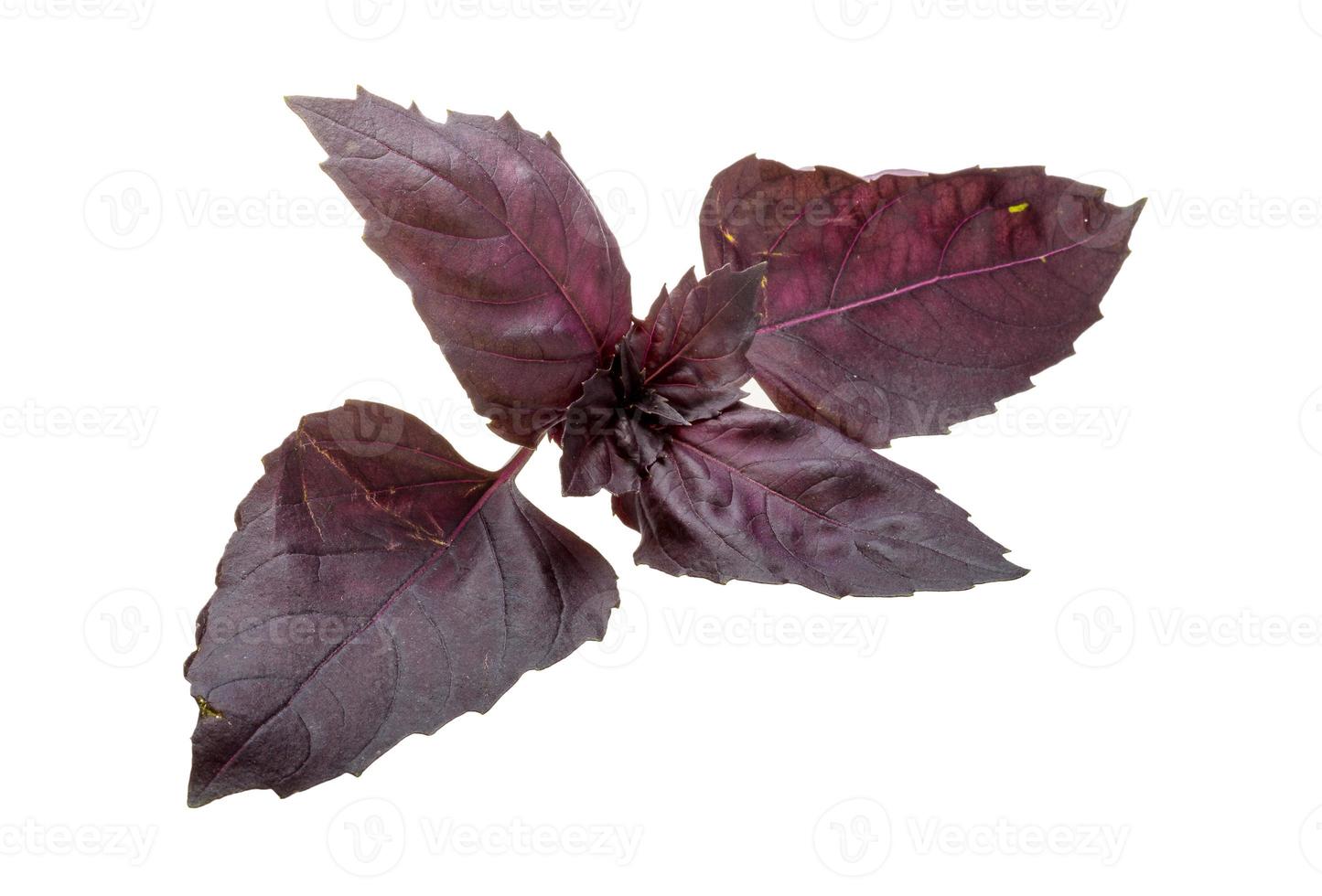 feuilles de basilic rouge photo