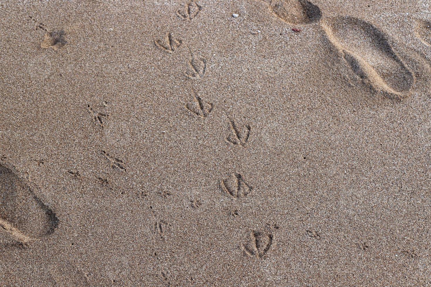 empreintes de pas dans le sable sur les rives de la mer méditerranée. photo