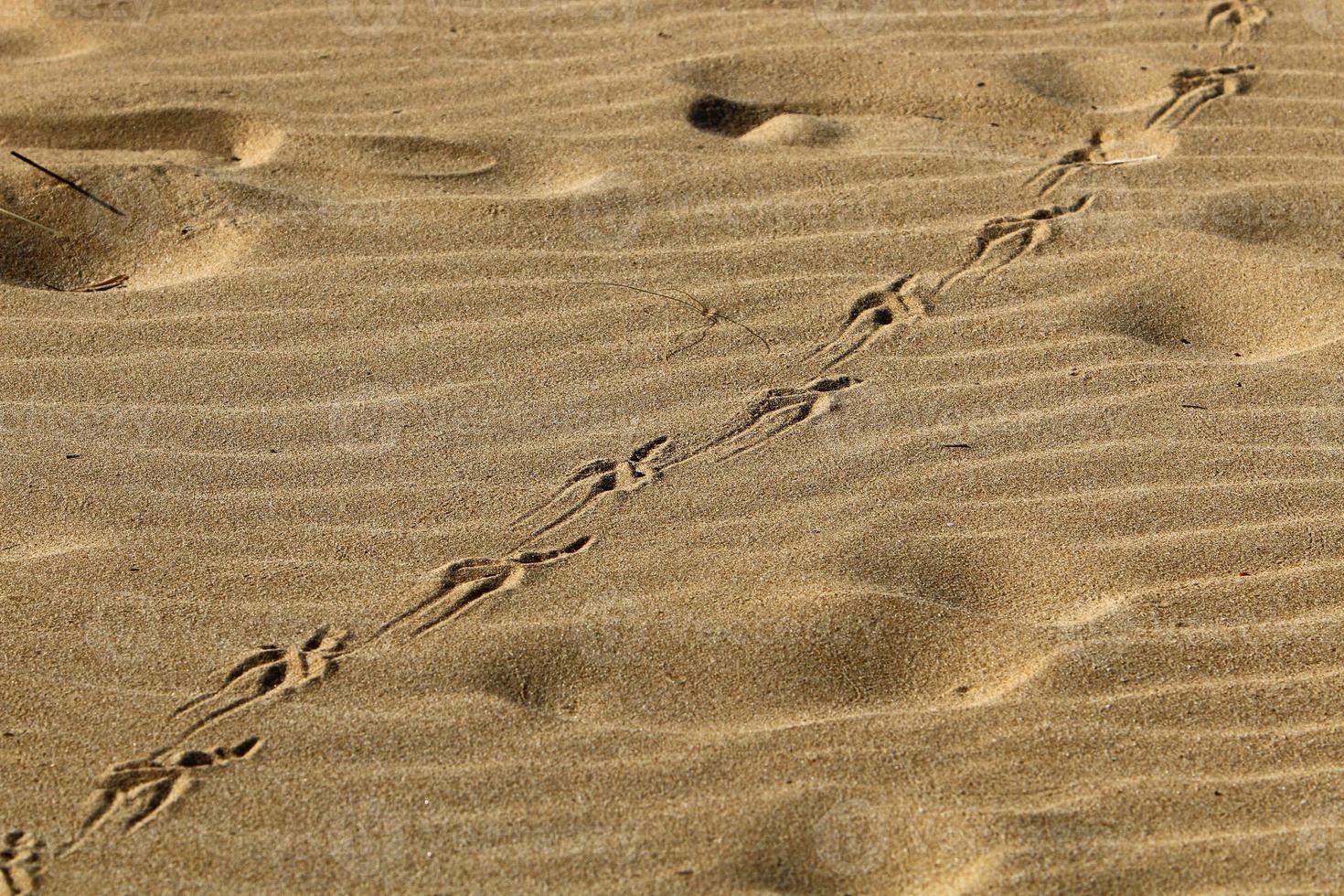 empreintes de pas dans le sable sur les rives de la mer méditerranée. photo