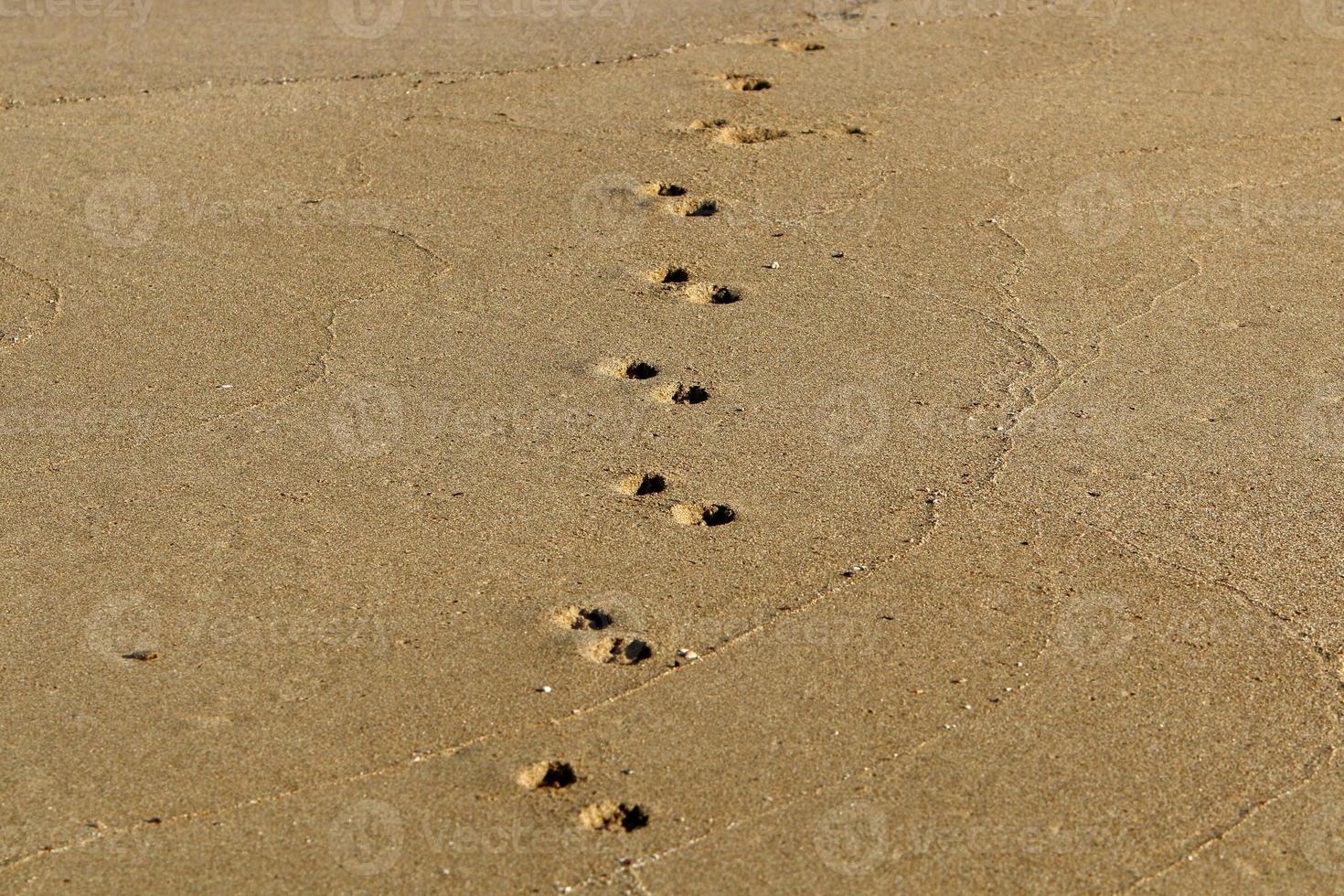 empreintes de pas dans le sable sur les rives de la mer méditerranée. photo