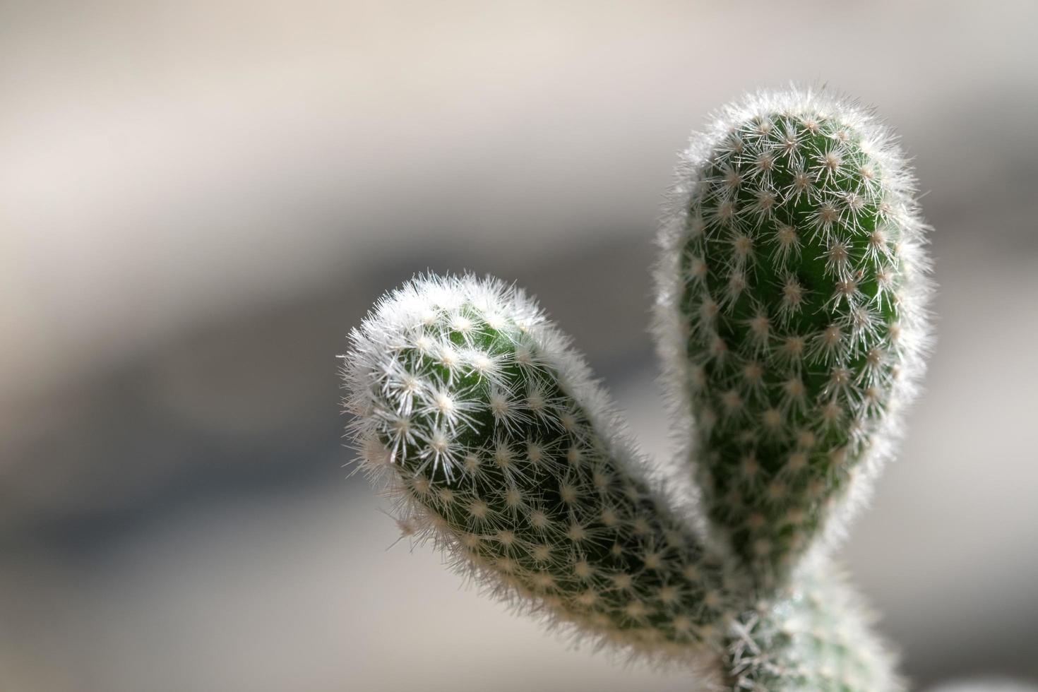 le cactus est comme la forme de hrart photo