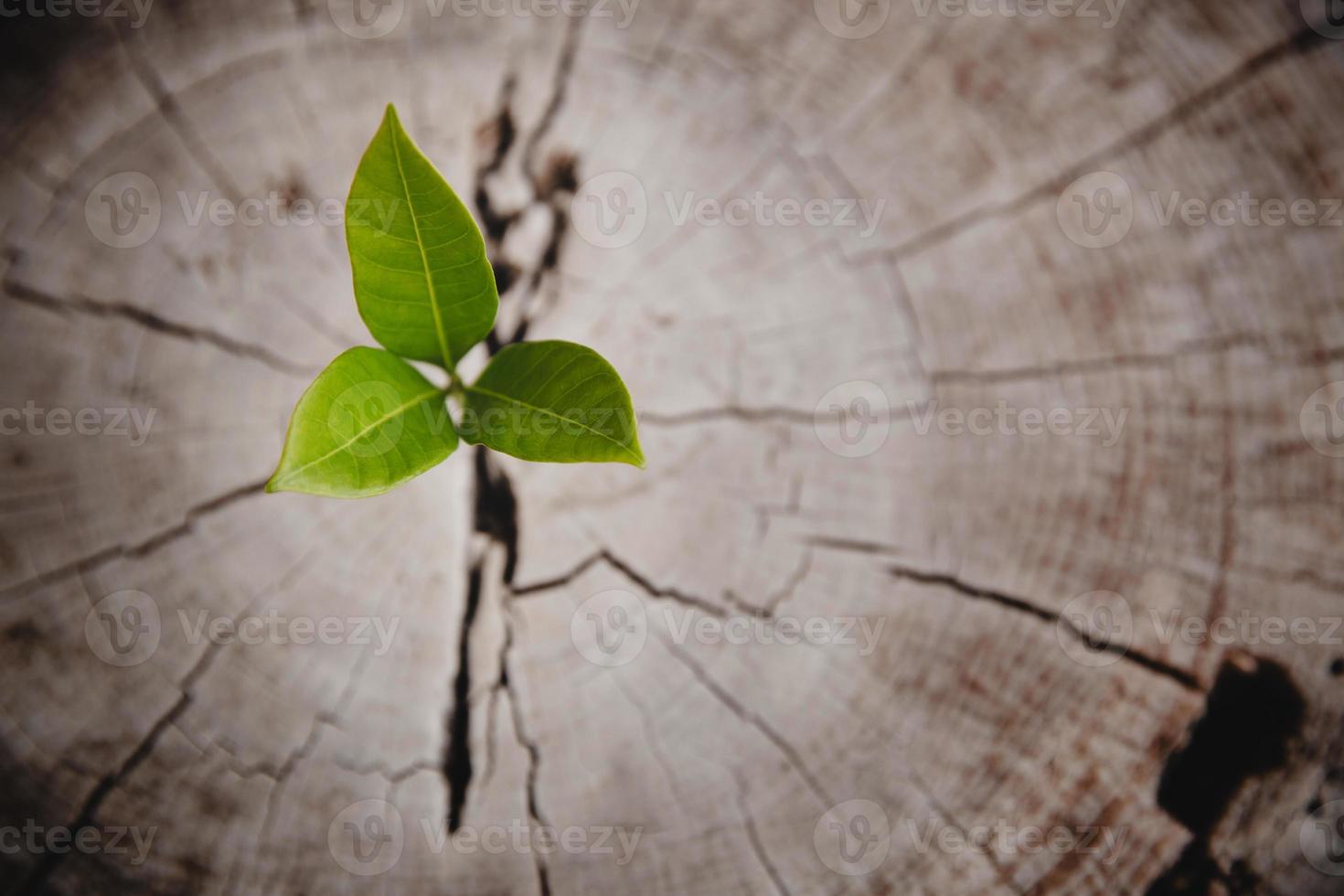 gros plan arbre nouvelle vie anneau de croissance. feuille de plante verte forte poussant sur une vieille souche de bois. espoir d'une nouvelle vie dans le futur environnement naturel, renouveau avec développement des affaires et concept éco symbolique. photo