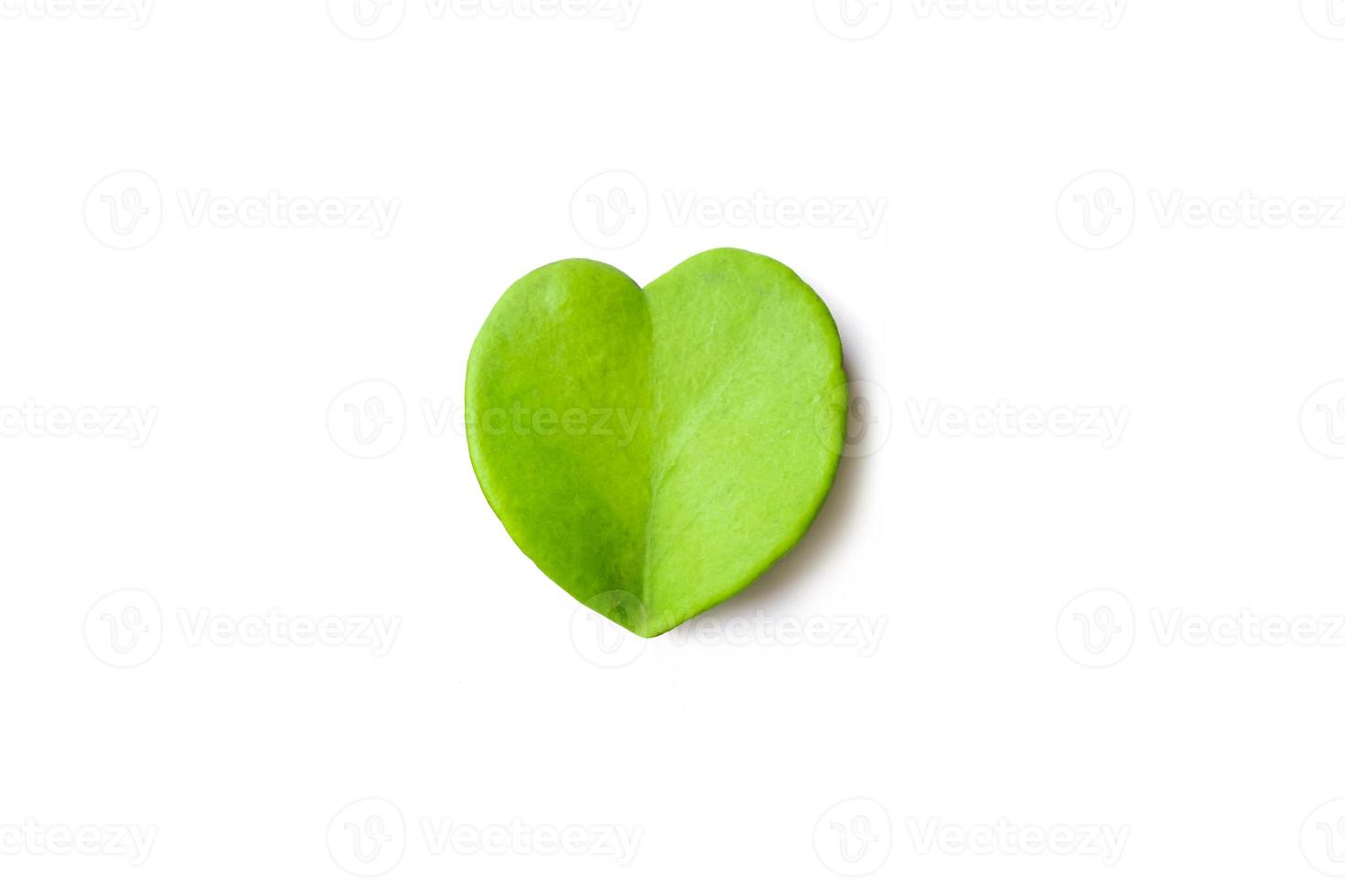 Chérie feuille de hoya isolé sur fond blanc avec un tracé de détourage photo