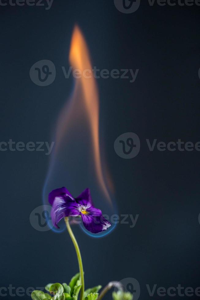 fleur en flammes photo