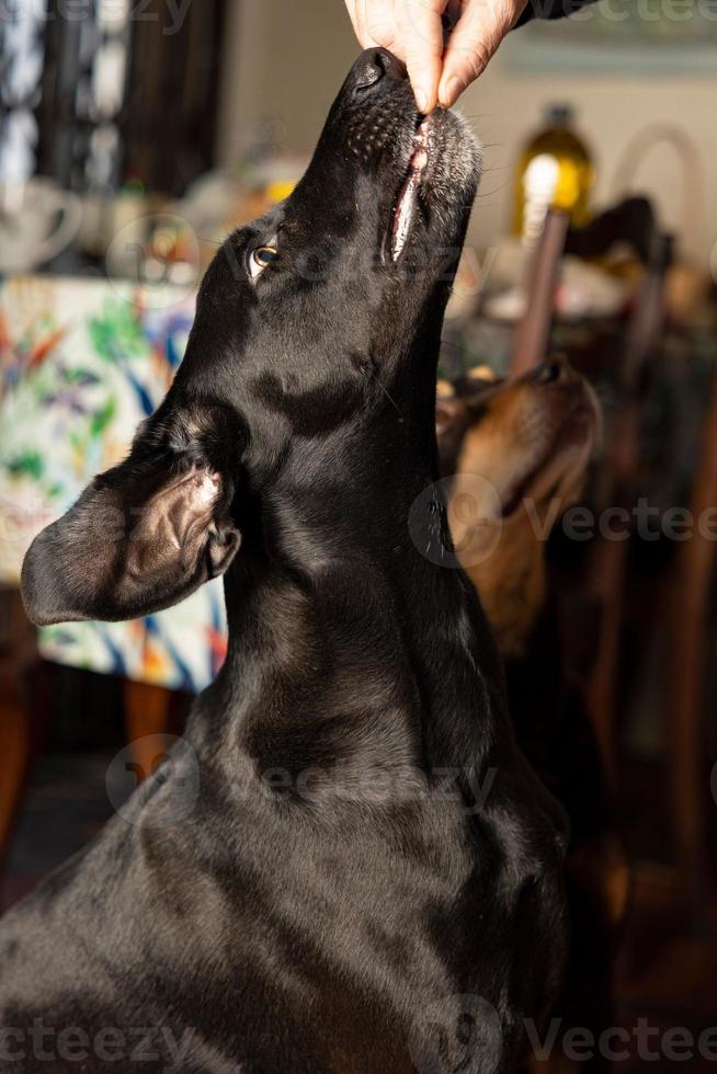 chien qui mange une friandise photo