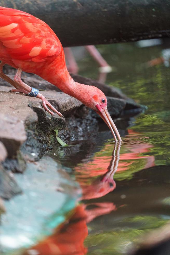 portrait d'ibis écarlate photo