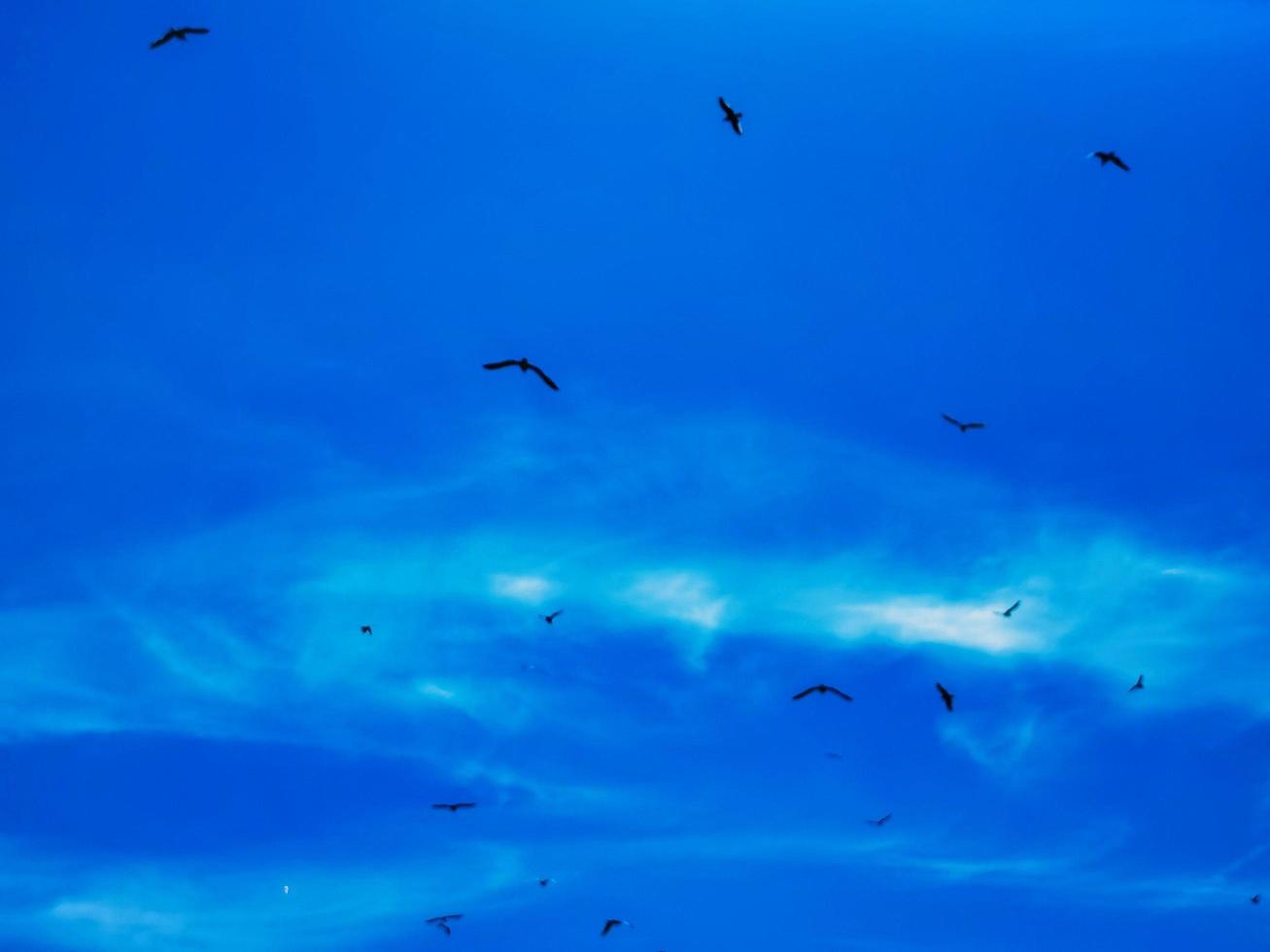 texture de troupeaux de mouettes dans le ciel clair au bord de la mer à spotorno photo