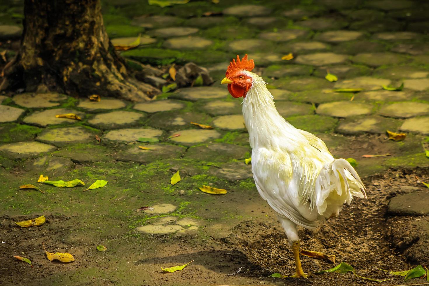 coq blanc dans le jardin photo