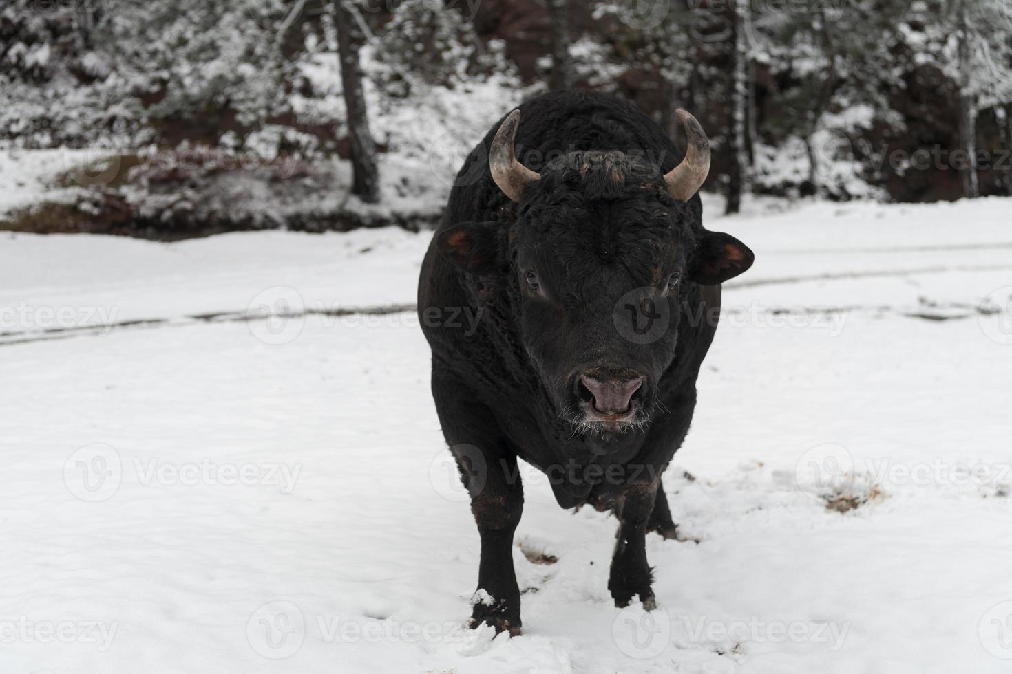 un gros taureau noir dans la neige s'entraînant à se battre dans l'arène. notion de tauromachie. mise au point sélective photo