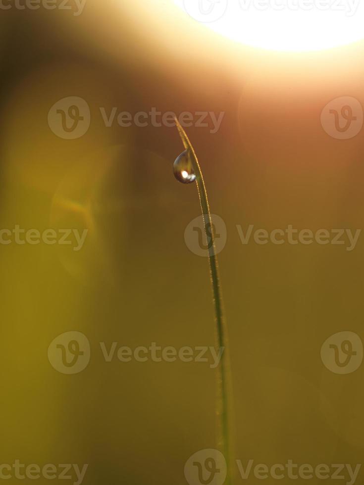 herbe avec des gouttes de rosée photo