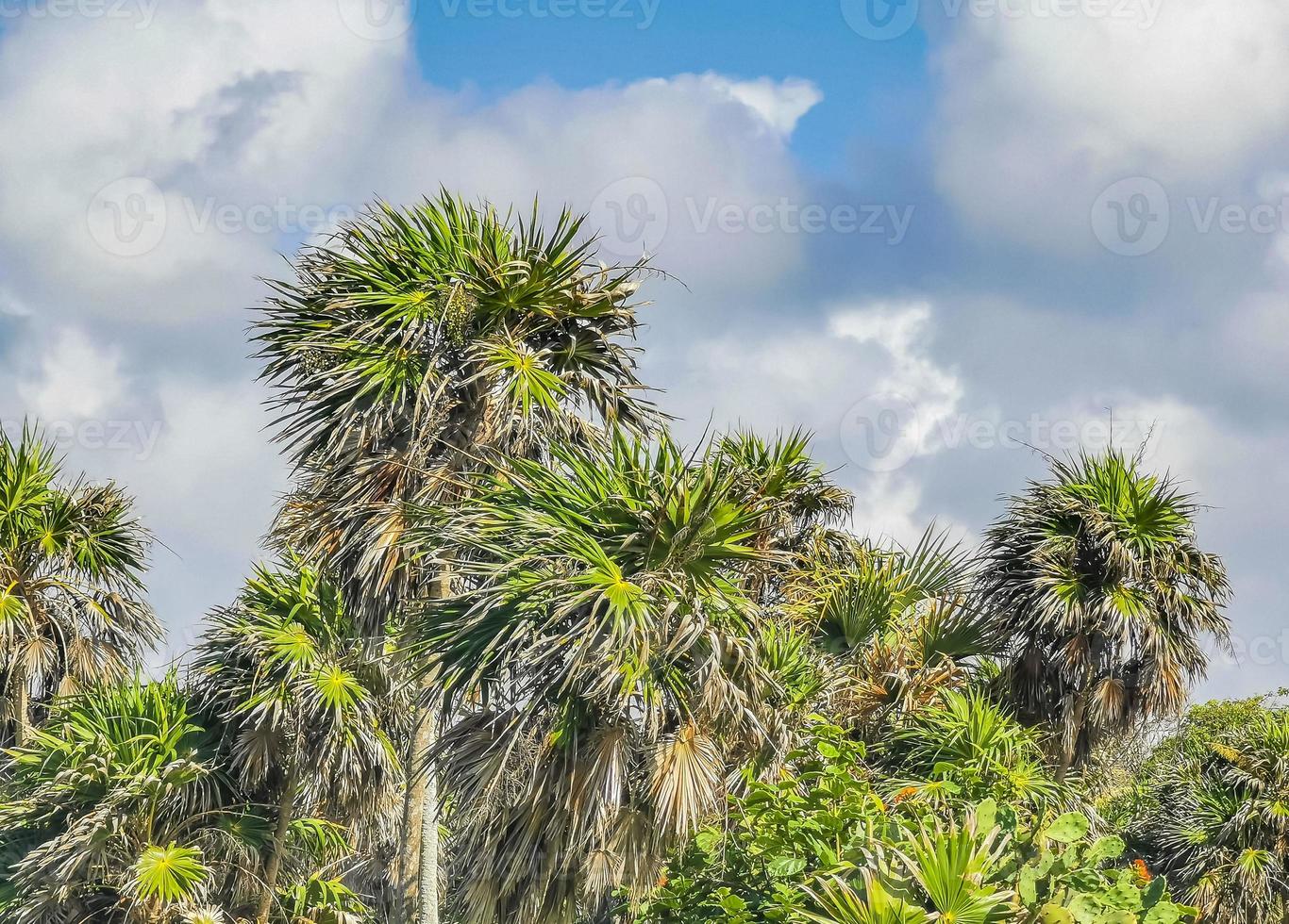 palmiers tropicaux noix de coco ciel bleu à tulum mexique. photo