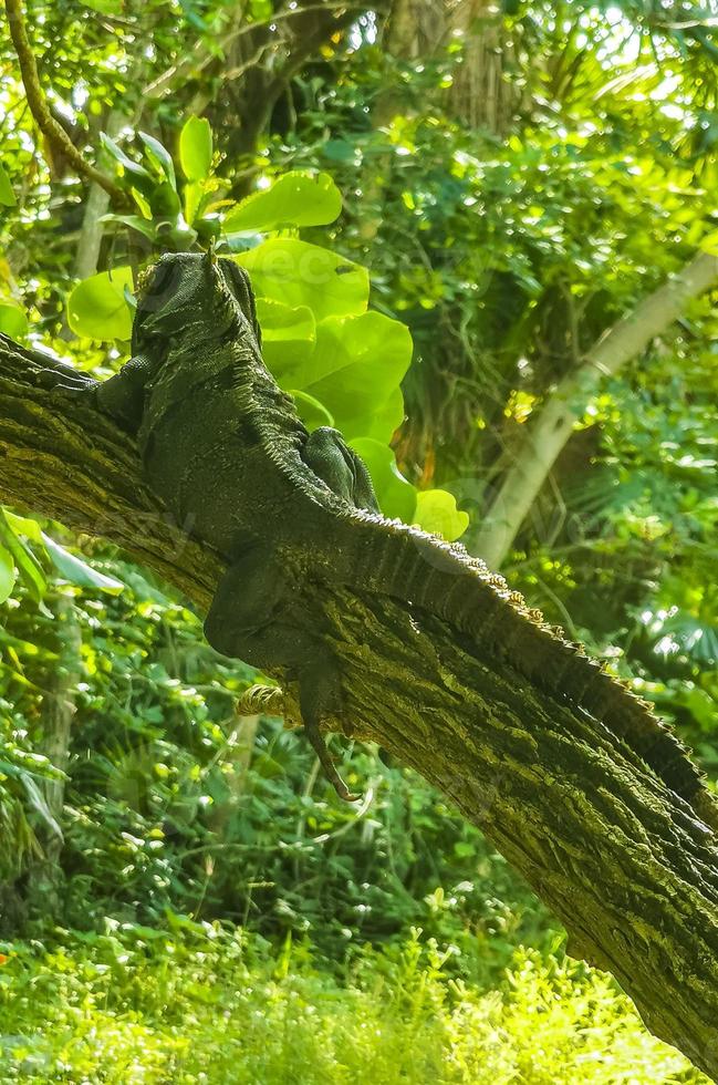 iguane allongé assis sur une branche d'un arbre mexique. photo