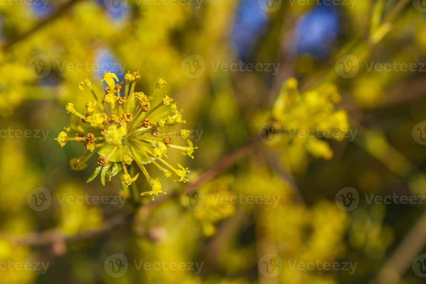 forsythia un beau buisson printanier à fleurs jaunes allemagne. photo