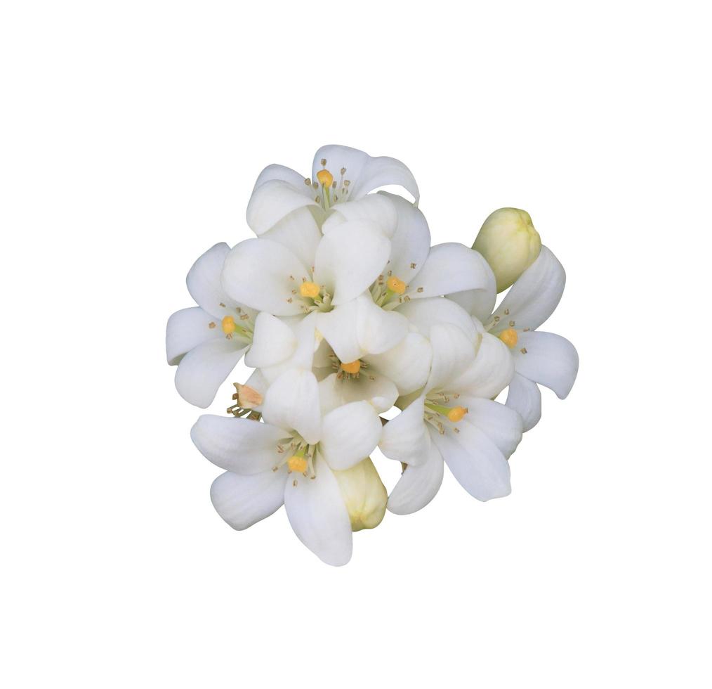 fleurs de jasmin orange ou murraya paniculata. gros plan bouquet de fleurs exotiques blanches sur feuille verte isolé sur fond blanc. bouquet de fleurs vue de dessus. photo