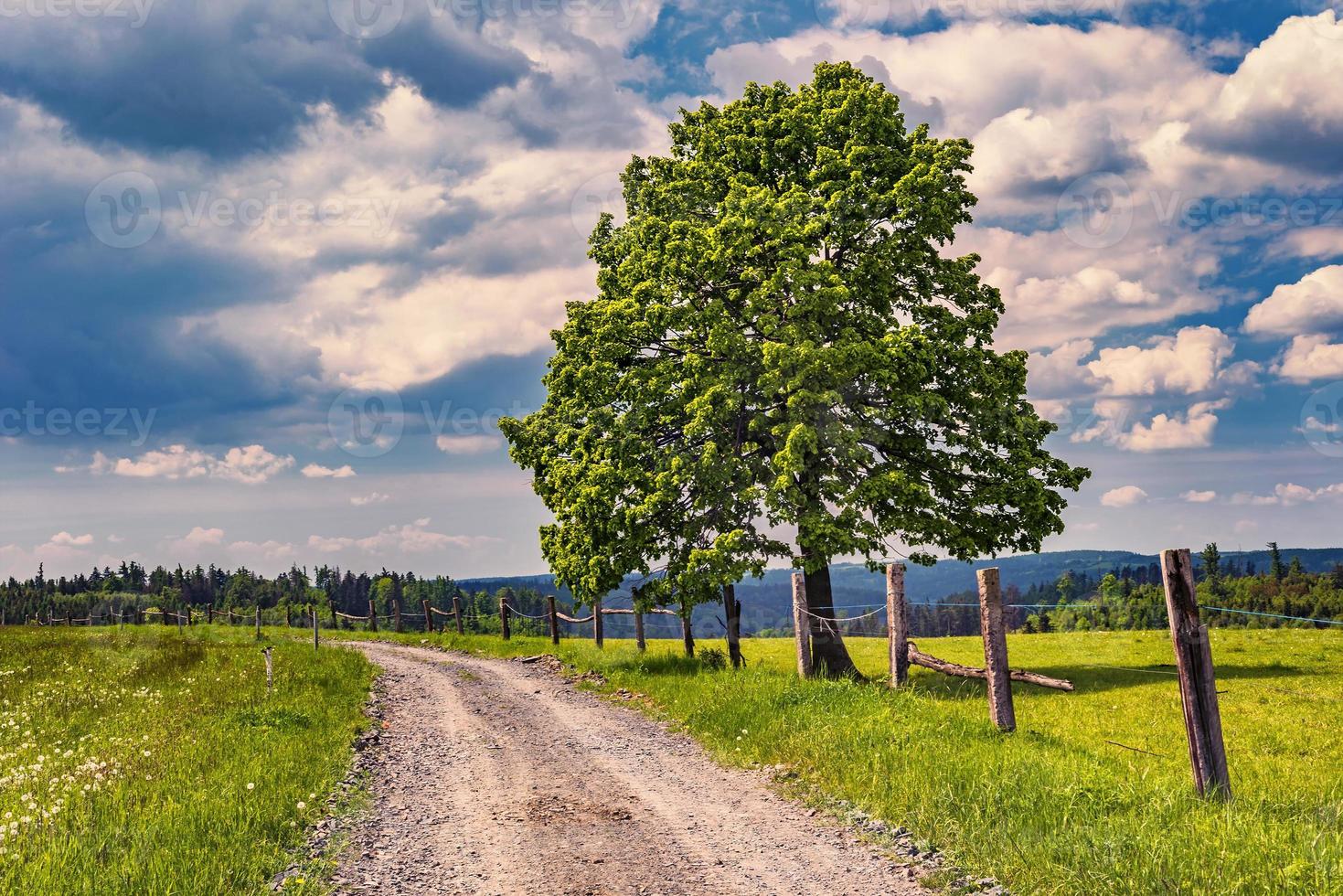 route rurale avec arbre photo
