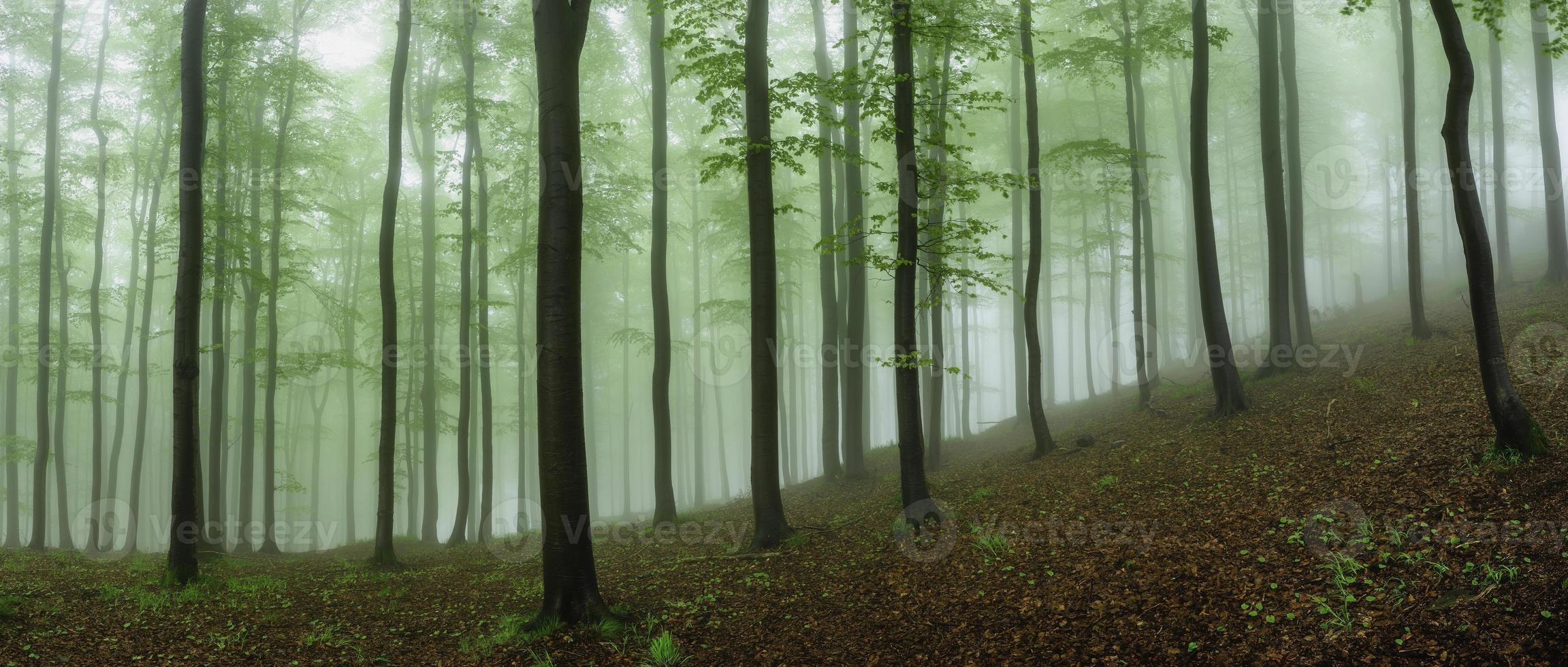 panorama de la forêt de printemps photo