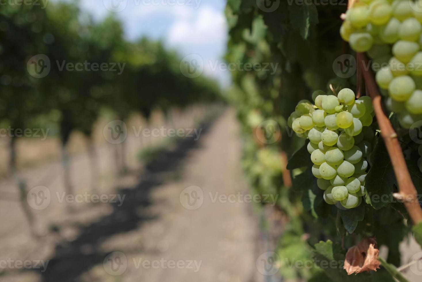 beau paysage de vignobles dans la région du palatinat en allemagne photo