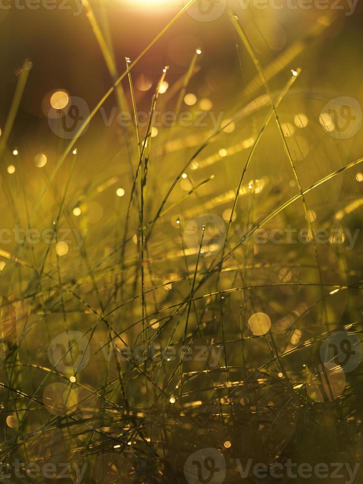 herbe avec des gouttes de rosée photo