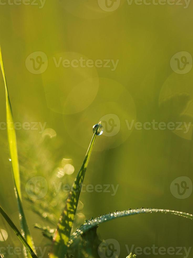 herbe avec des gouttes de rosée photo