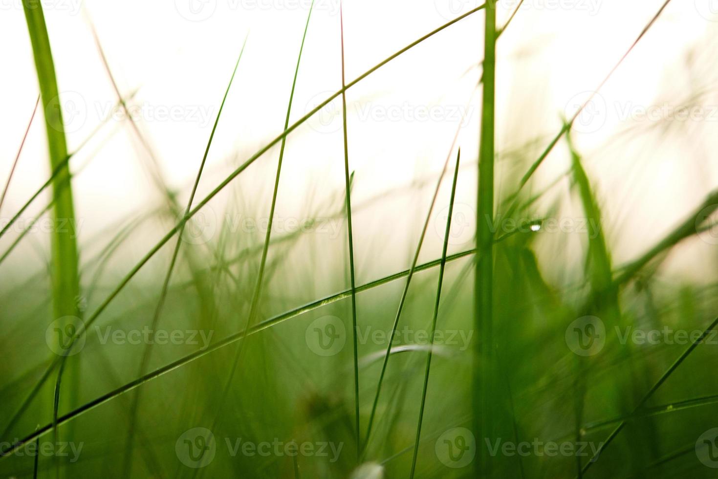 herbe avec des gouttes de rosée photo