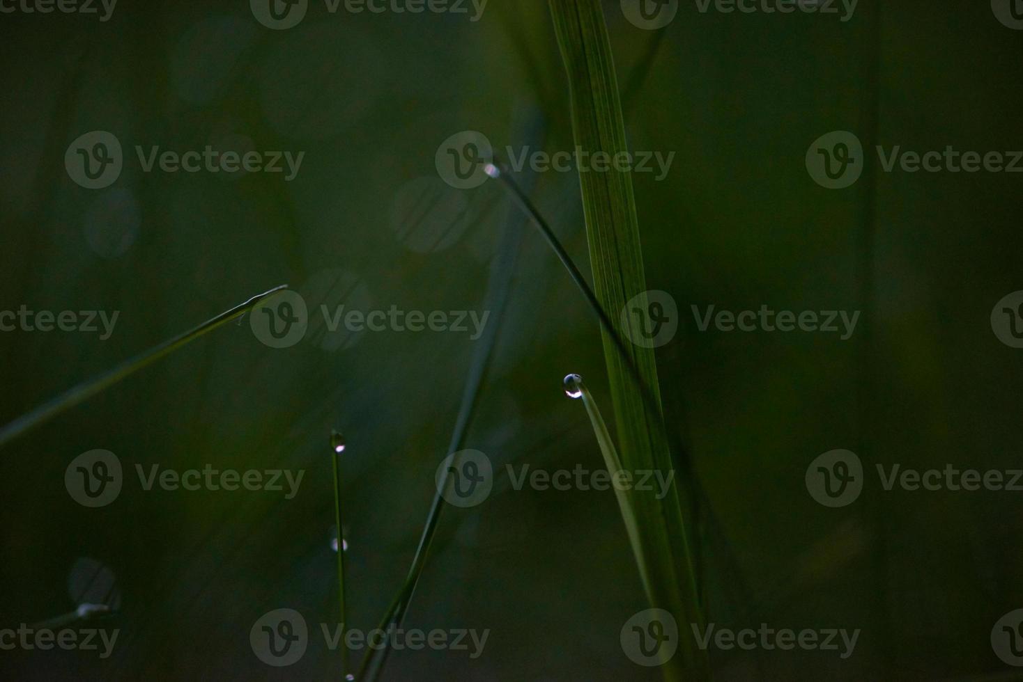 herbe avec des gouttes de rosée photo