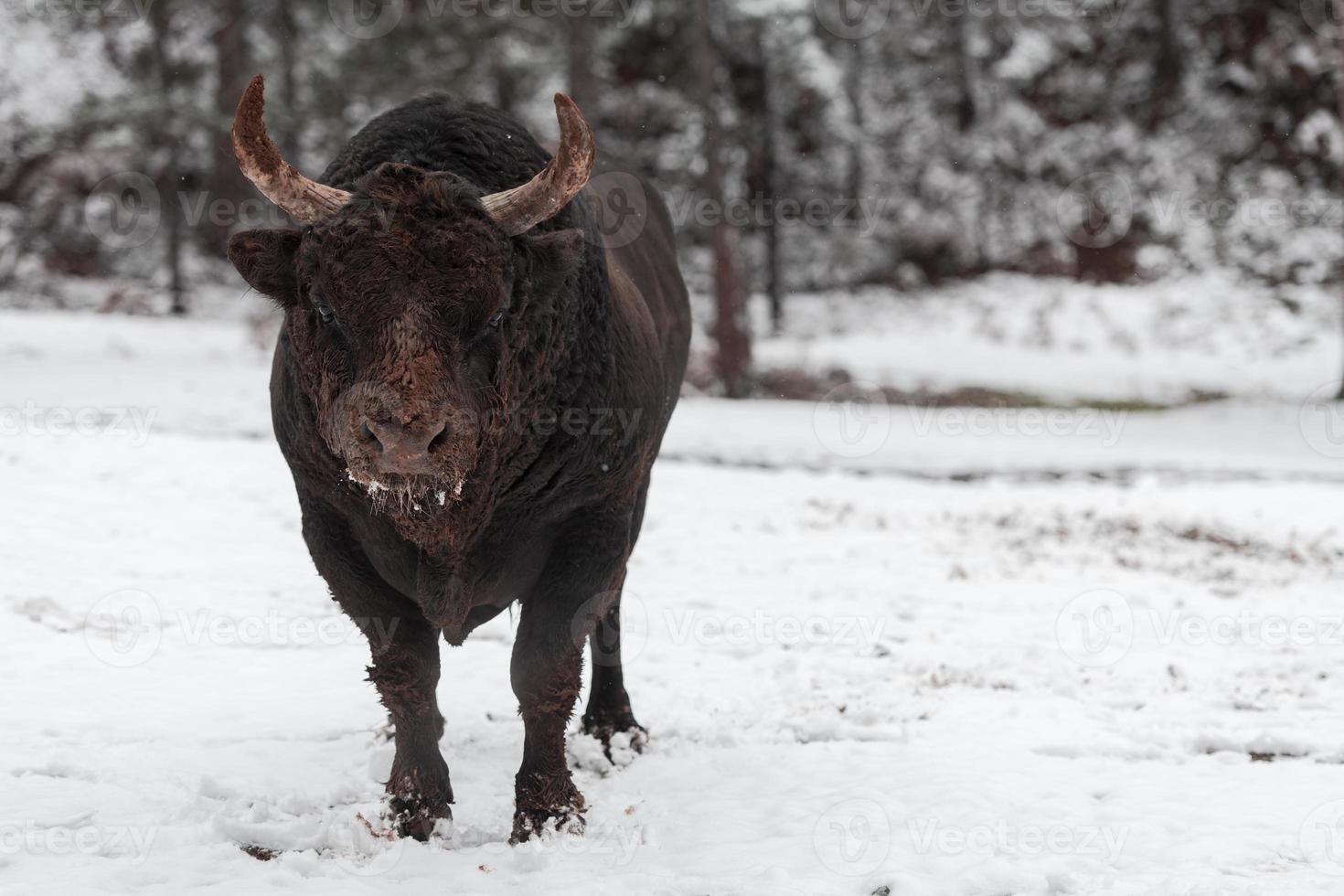 un gros taureau noir dans la neige s'entraînant à se battre dans l'arène. notion de tauromachie. mise au point sélective photo