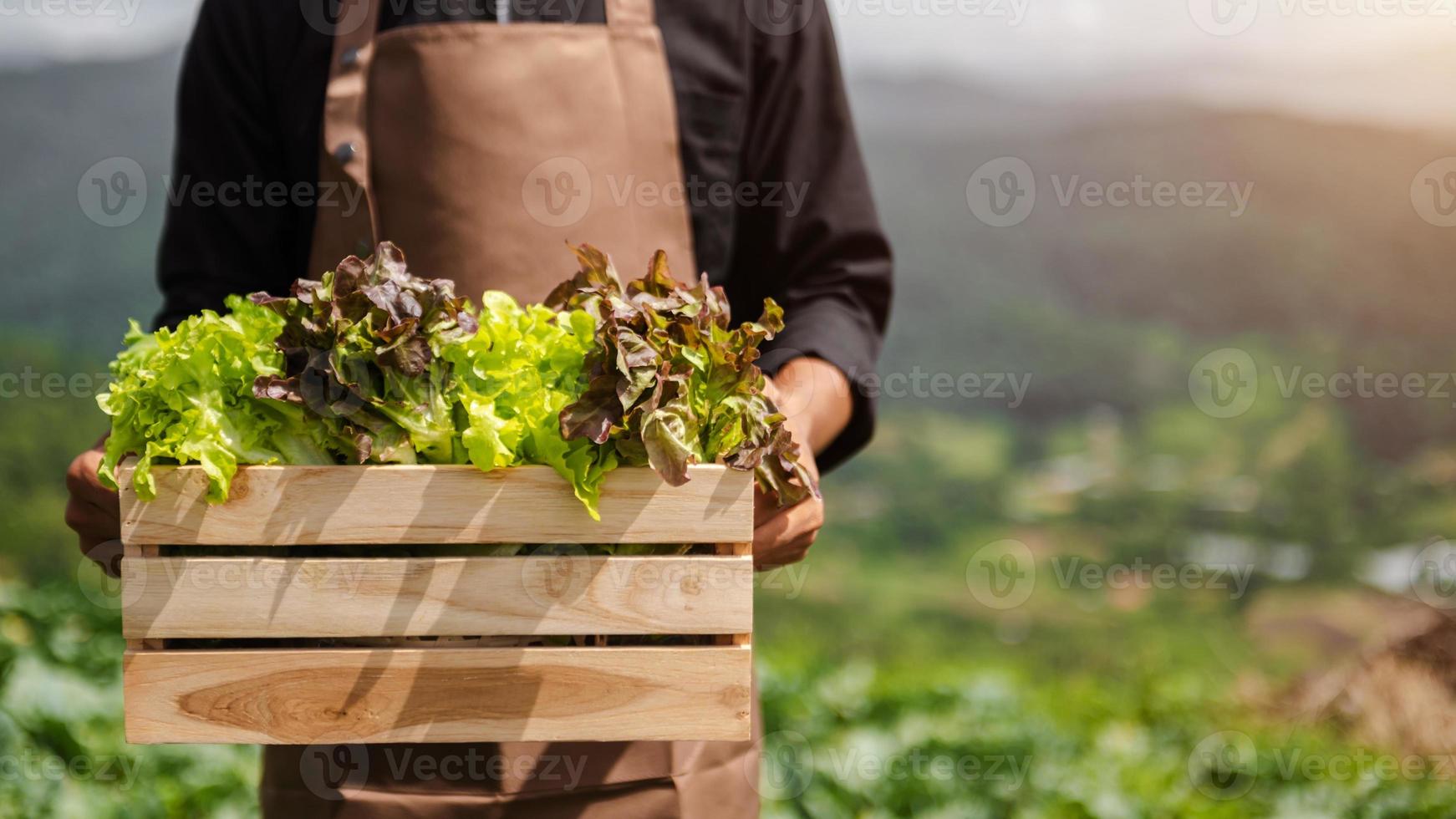 les agriculteurs récoltent à la main des salades de légumes frais dans des fermes de systèmes de plantes hydroponiques dans la serre pour les commercialiser. photo