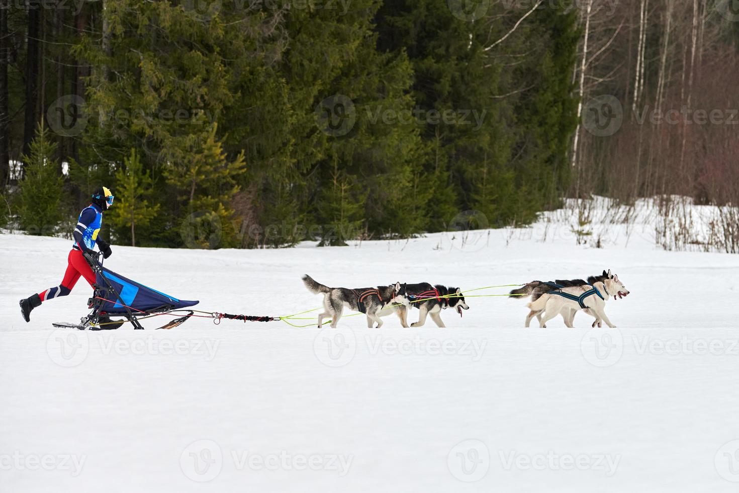course de chiens de traîneau husky photo